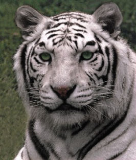 z Silvertiger-Sibirischer Tiger